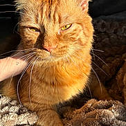 Bebevo a rejoint le concours — aidez-le/la à gagner de superbes lots ! animal, blanket, cat, close_up, cozy, cute, domestic_cat, feline, fur, hand, indoor, orange_tabby, paw, pet, relaxing, resting, sleepy, soft_texture, sunlight, whiskers