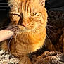 animal, blanket, cat, close_up, cozy, cute, domestic_cat, feline, fur, hand, indoor, orange_tabby, paw, pet, relaxing, resting, sleepy, soft_texture, sunlight, whiskers
