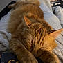 Bebevo a rejoint le concours — aidez-le/la à gagner de superbes lots ! cat, orange_tabby, sleeping, relaxation, lap, blanket, indoor, feline, pet, cozy, fur, whiskers, home, comfort, resting, animal, cute, domestic_cat, paws, nap