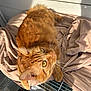 Bebevo a rejoint le concours — aidez-le/la à gagner de superbes lots ! cat, orange_tabby, whiskers, blanket, sunlight, indoor, feline, fur, pet, cozy, relaxed, looking_up, ears, cage, home, animal, cute, resting, soft, comfort