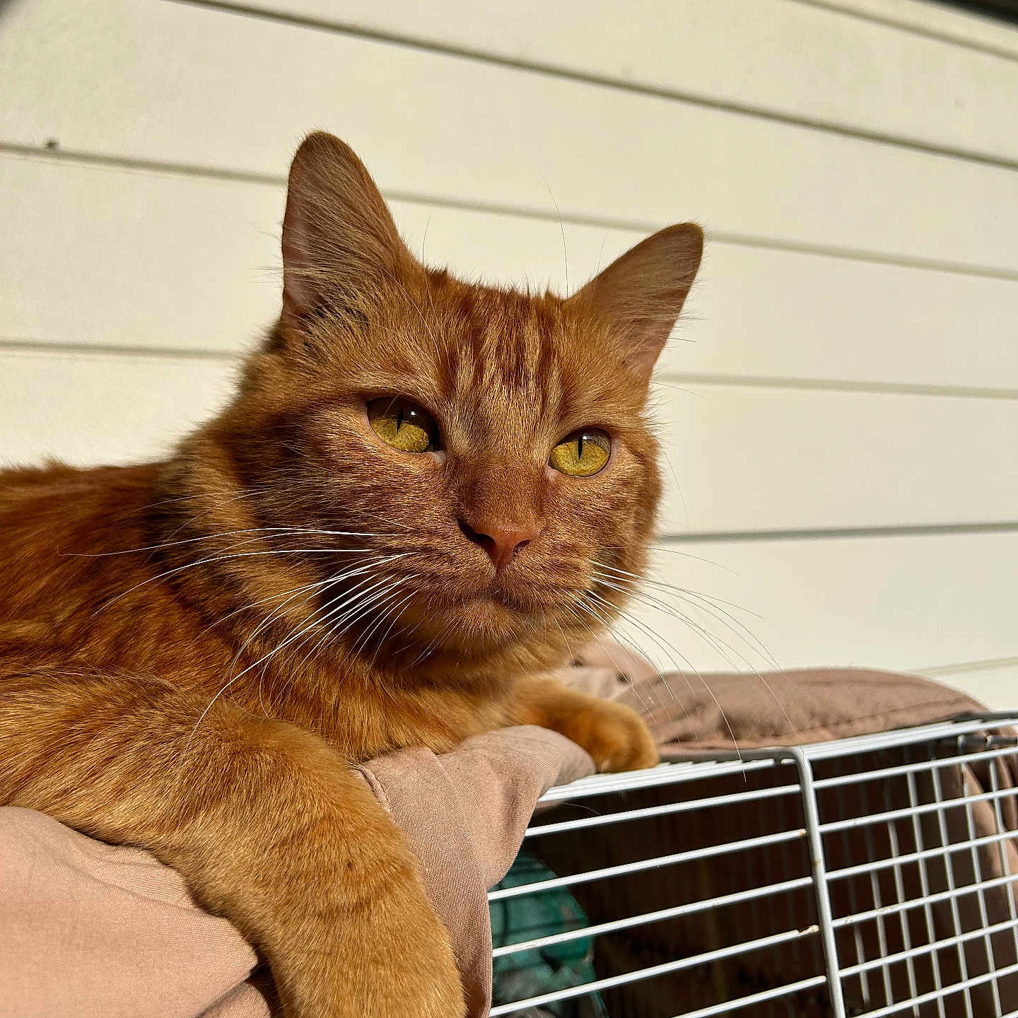 Bebevo a rejoint le concours — aidez-le/la à gagner de superbes lots ! animal, blanket, cage, calm, cat, close_up, domestic_animal, feline, fur, ginger_cat, outdoor, paw, pet, portrait, relaxing, resting, soft_texture, sunlight, whiskers, yellow_eyes