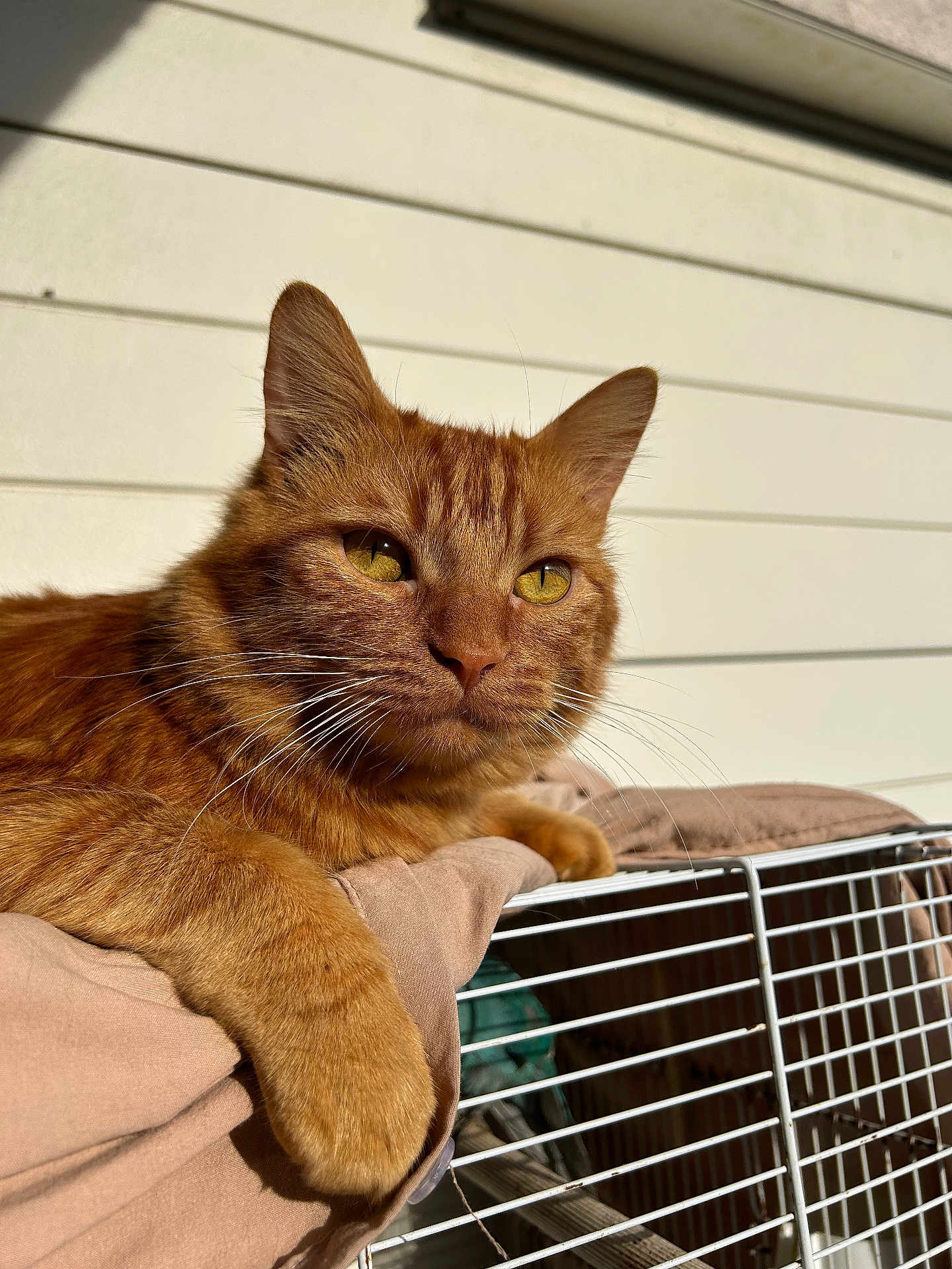 Bebevo a rejoint le concours — aidez-le/la à gagner de superbes lots ! cat, ginger_cat, animal, pet, feline, close_up, sunlight, relaxing, whiskers, fur, paw, cage, blanket, domestic_animal, outdoor, resting, portrait, yellow_eyes, soft_texture, calm