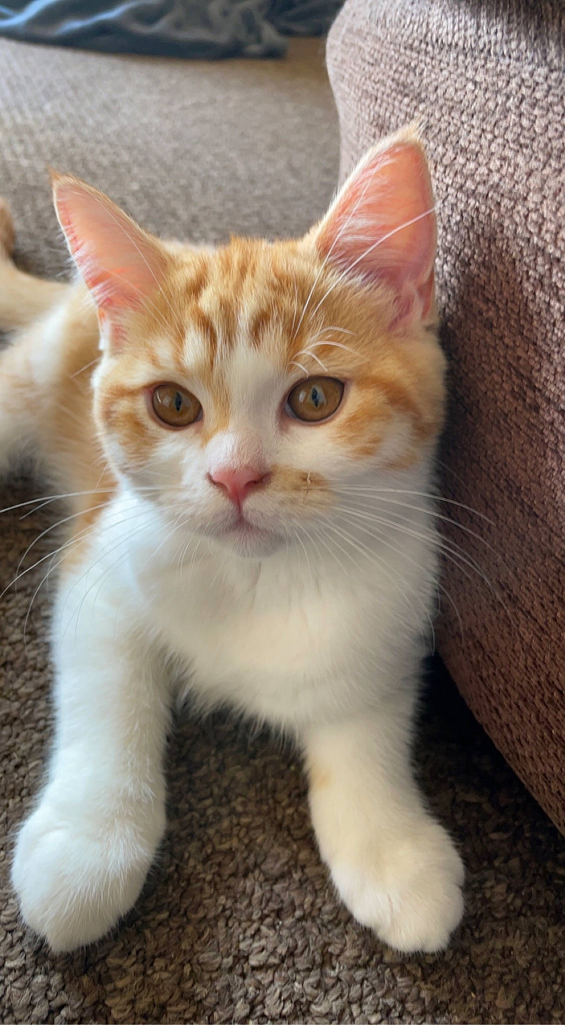 Russo is registered to the contest to win money with this photo: carnivore, cat, claw, domestic_short_haired_cat, fawn, felidae, foot, fur, paw, sitting, small_to_medium_sized_cats, snout, tail, terrestrial_animal, whiskers