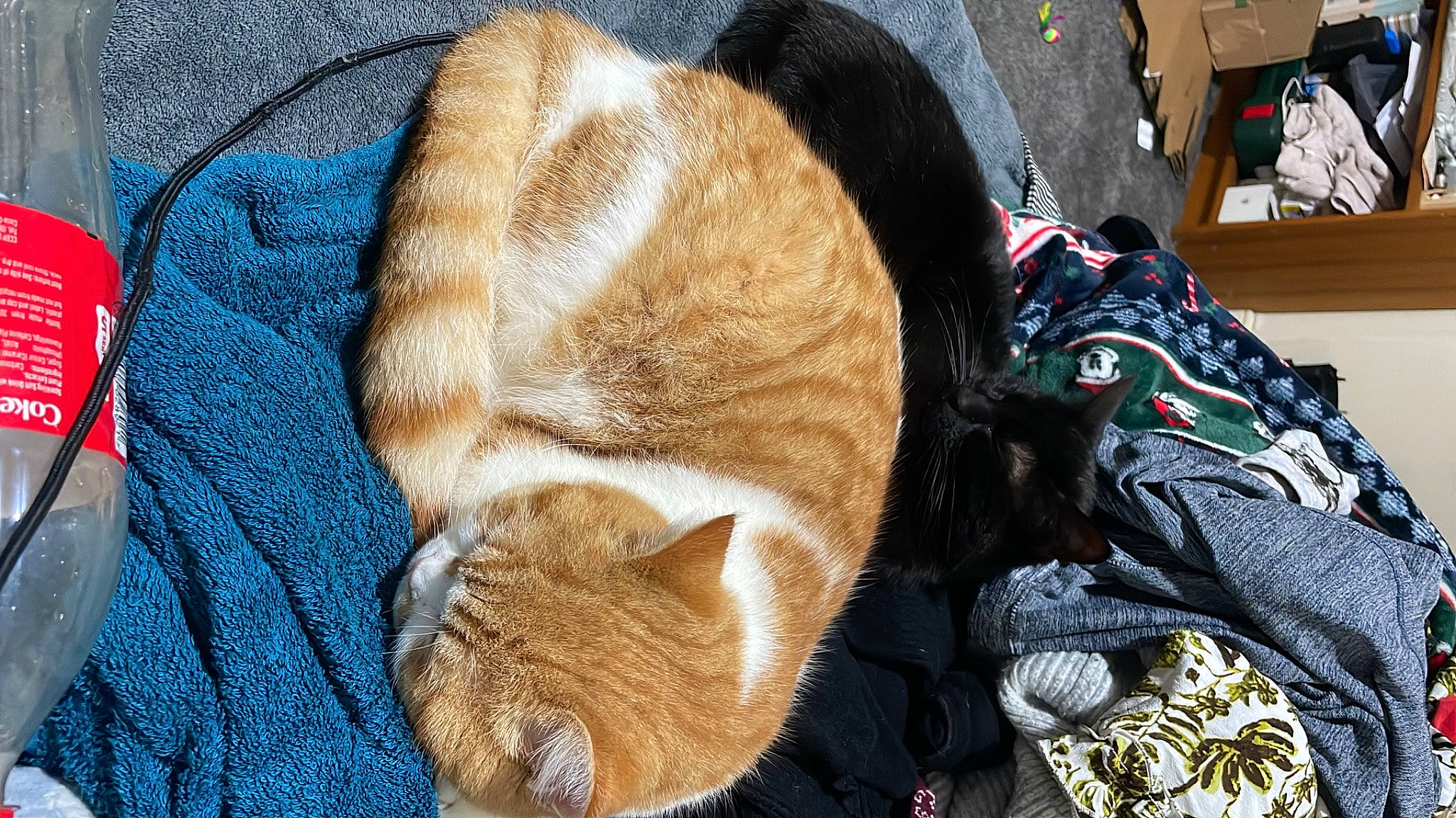 Russo is registered to the contest to win money with this photo: basket, carnivore, cat, cat_supply, comfort, domestic_short_haired_cat, fawn, felidae, fur, hat, linens, small_to_medium_sized_cats, snout, tail, thread, whiskers, wicker, wood, wool, woolen