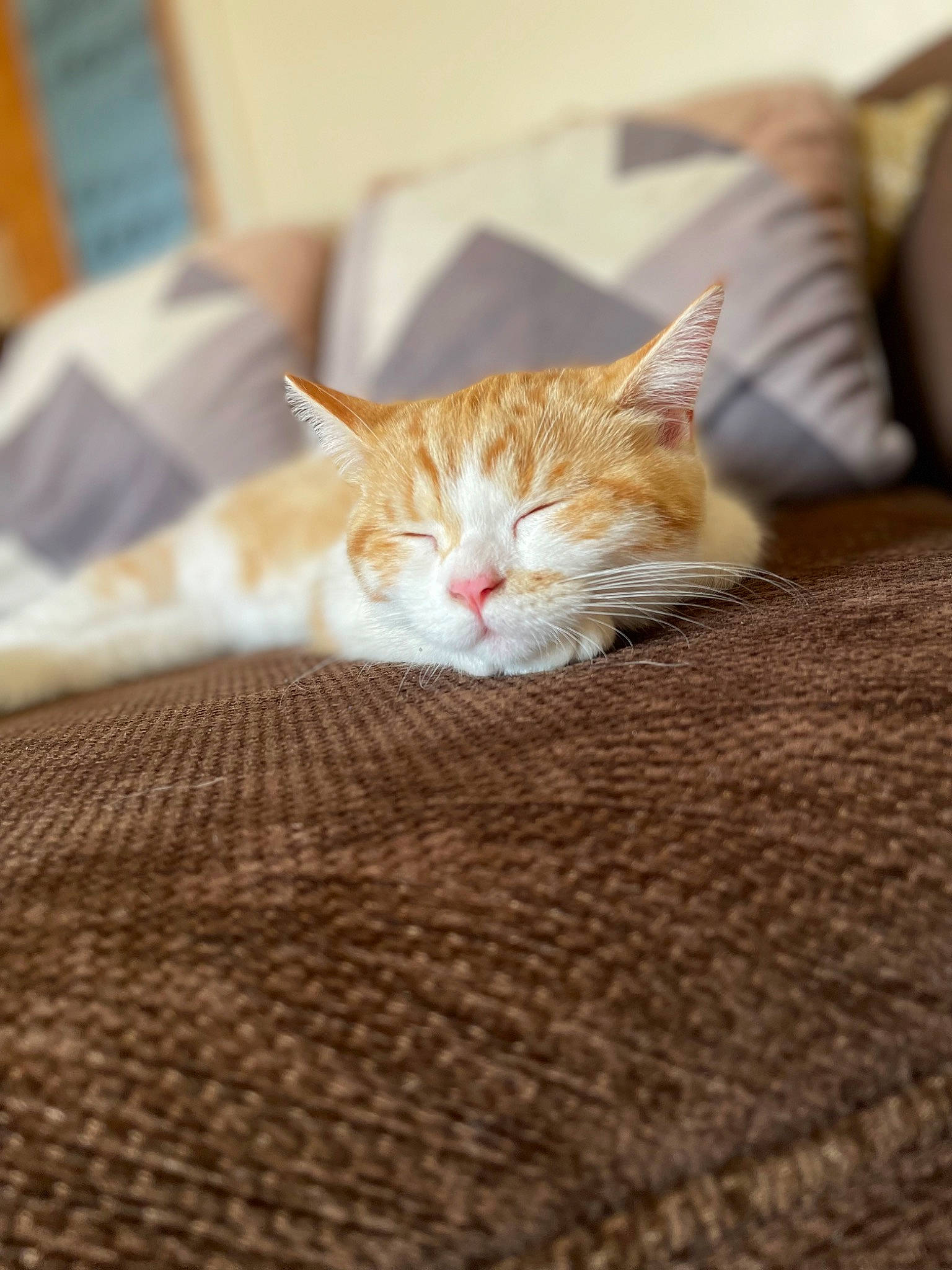 Russo joined the competition — help win amazing prizes! bedding, carnivore, carpet, cat, comfort, couch, domestic_short_haired_cat, fawn, felidae, floor, flooring, fur, hardwood, linens, room, small_to_medium_sized_cats, tail, tree, whiskers, wood