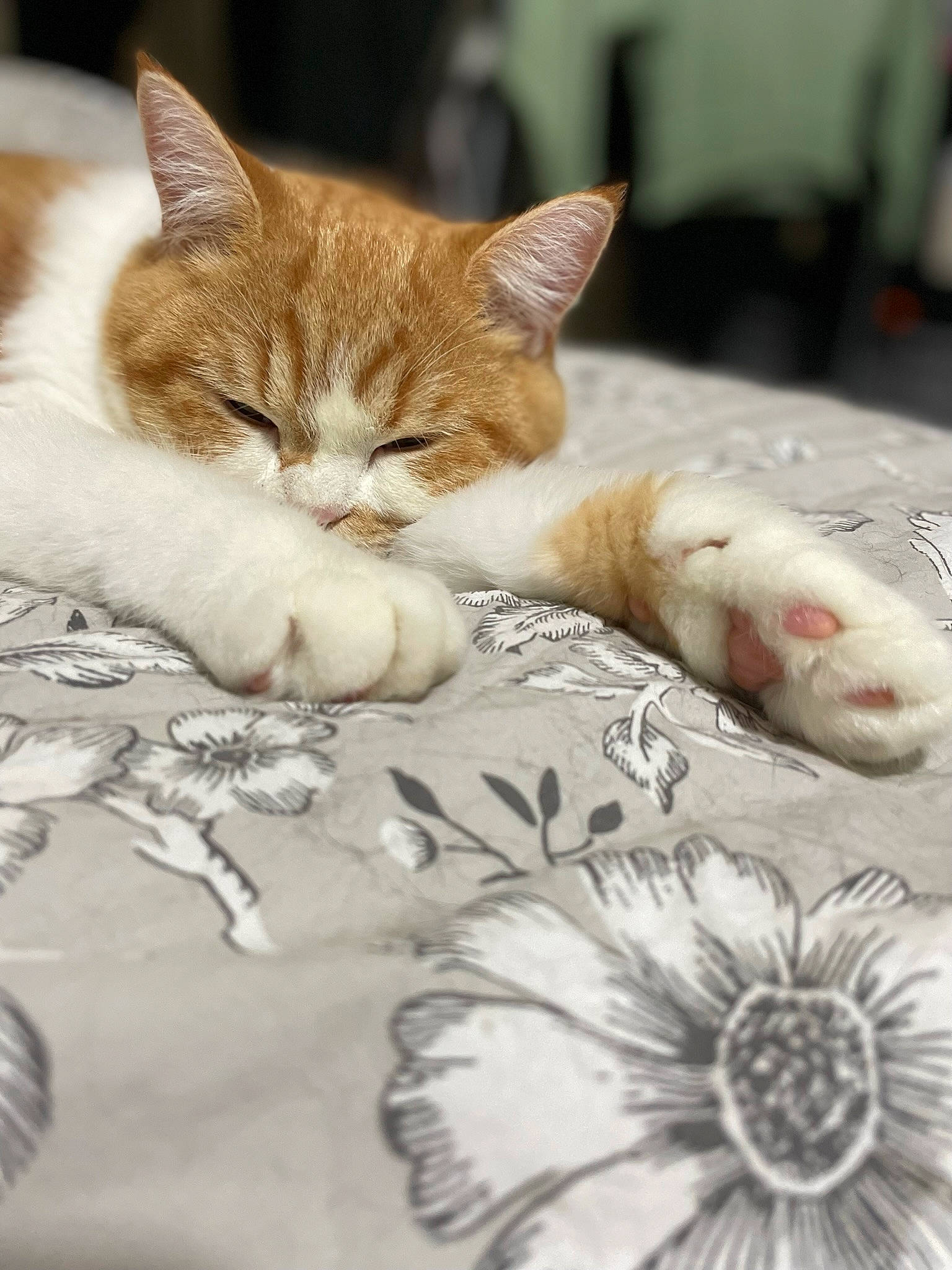 Russo joined the competition — help win amazing prizes! art, carnivore, cat, claw, close_up, comfort, domestic_short_haired_cat, fawn, felidae, fur, handwriting, ink, linens, paw, photo_caption, sand, small_to_medium_sized_cats, snout, tail, whiskers