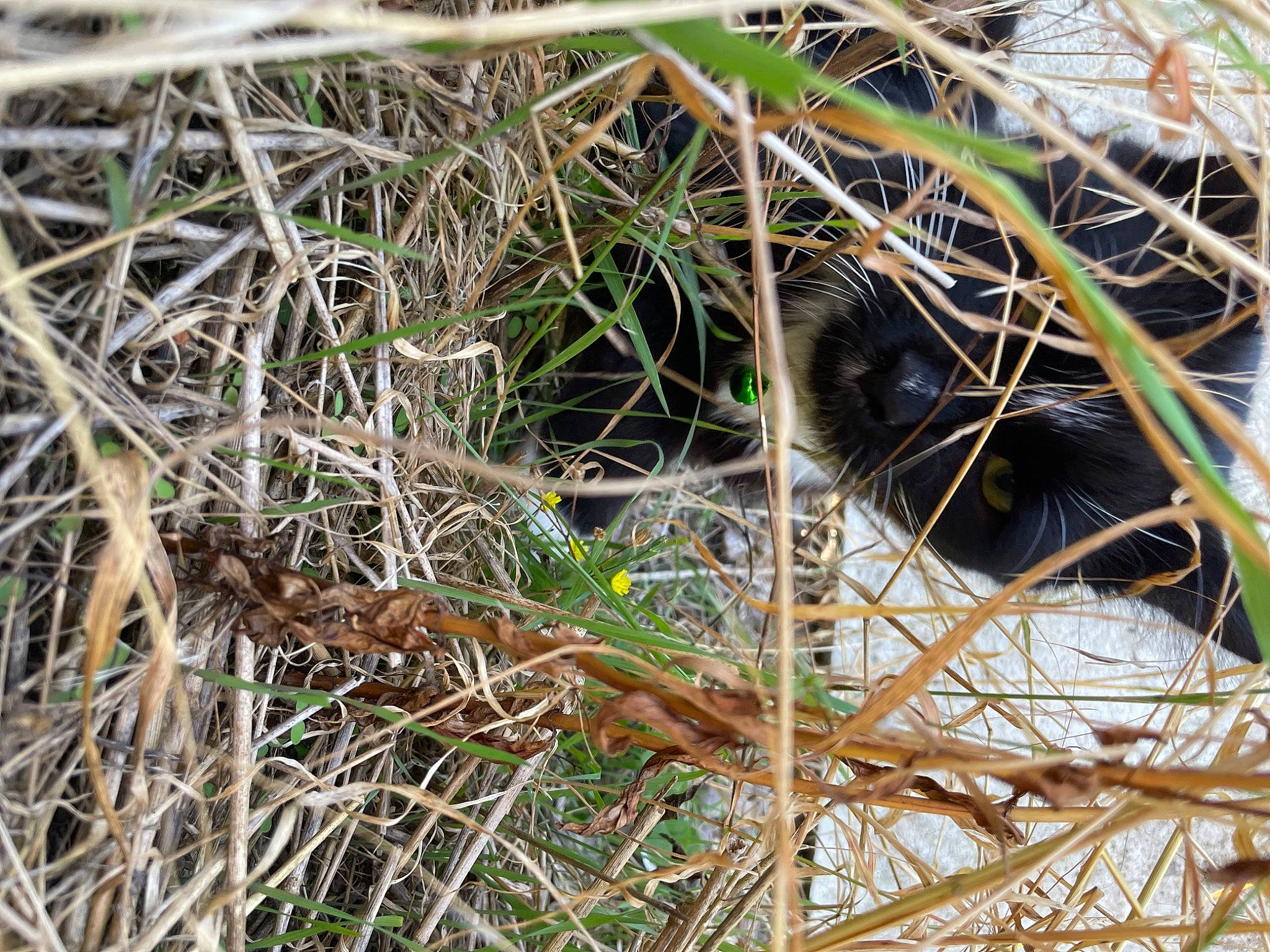 Bruce is registered to the contest to win money with this photo: beak, bird_nest, carnivore, felidae, fur, grass, groundcover, natural_material, nest, plant, soil, straw, terrestrial_animal, terrestrial_plant, tree, twig, whiskers, wildlife, window, wood