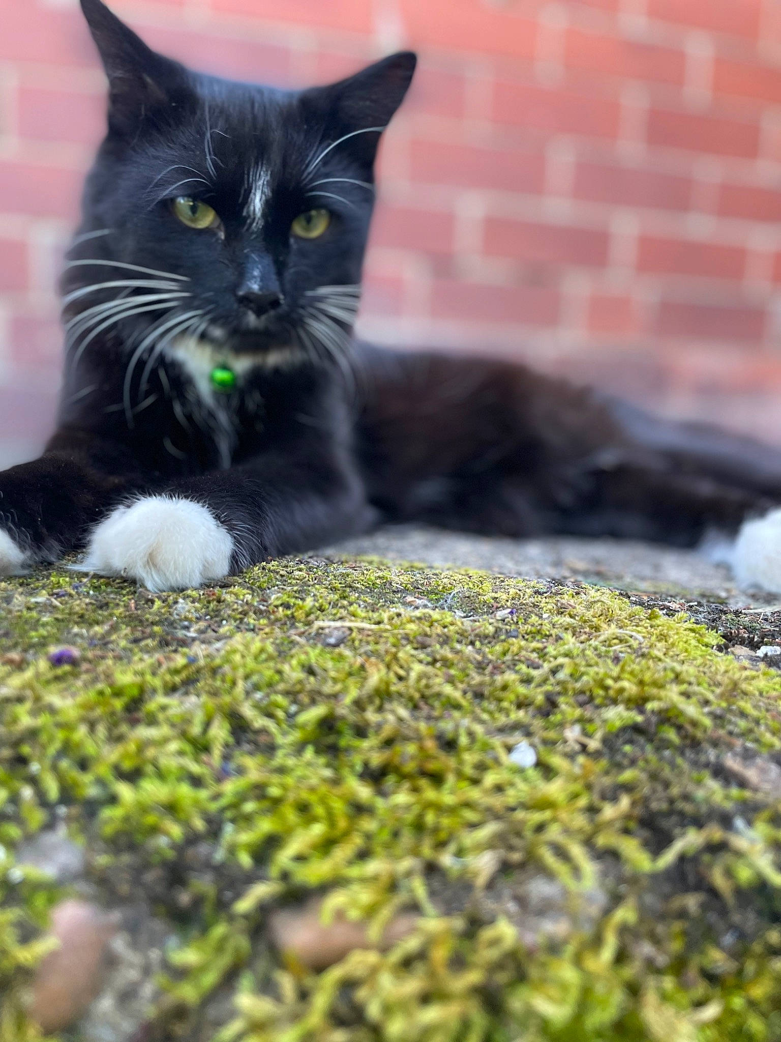 Bruce joined the competition — help win amazing prizes! black_cat, carnivore, cat, claw, domestic_short_haired_cat, felidae, fur, grass, groundcover, monochrome_photography, plant, sitting, small_to_medium_sized_cats, snout, soil, tail, terrestrial_animal, tree, whiskers, wildlife