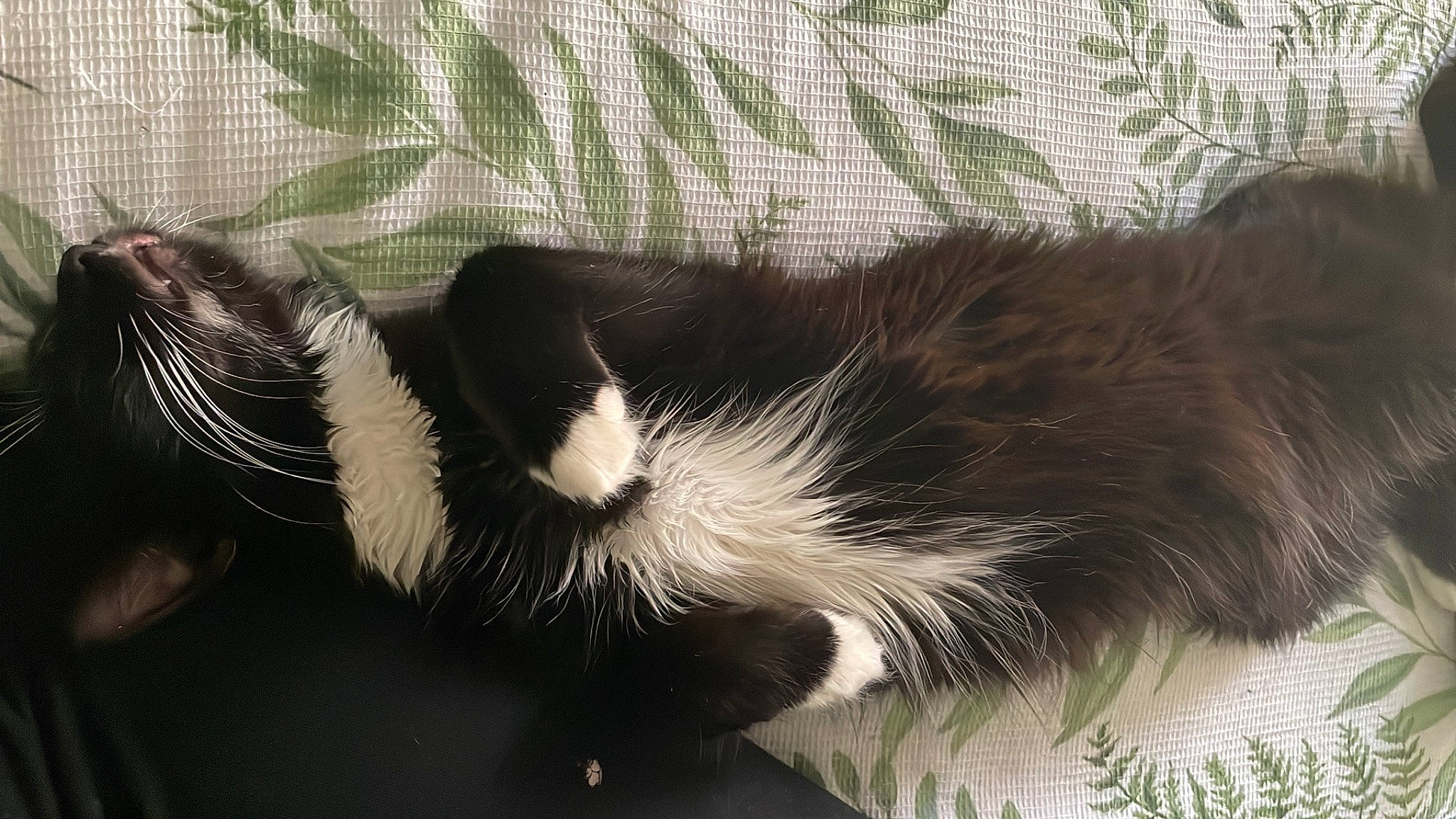 Bruce is registered to the contest to win money with this photo: carnivore, cat, claw, comfort, domestic_short_haired_cat, felidae, foot, fur, monochrome_photography, nap, paw, small_to_medium_sized_cats, tail, terrestrial_animal, whiskers