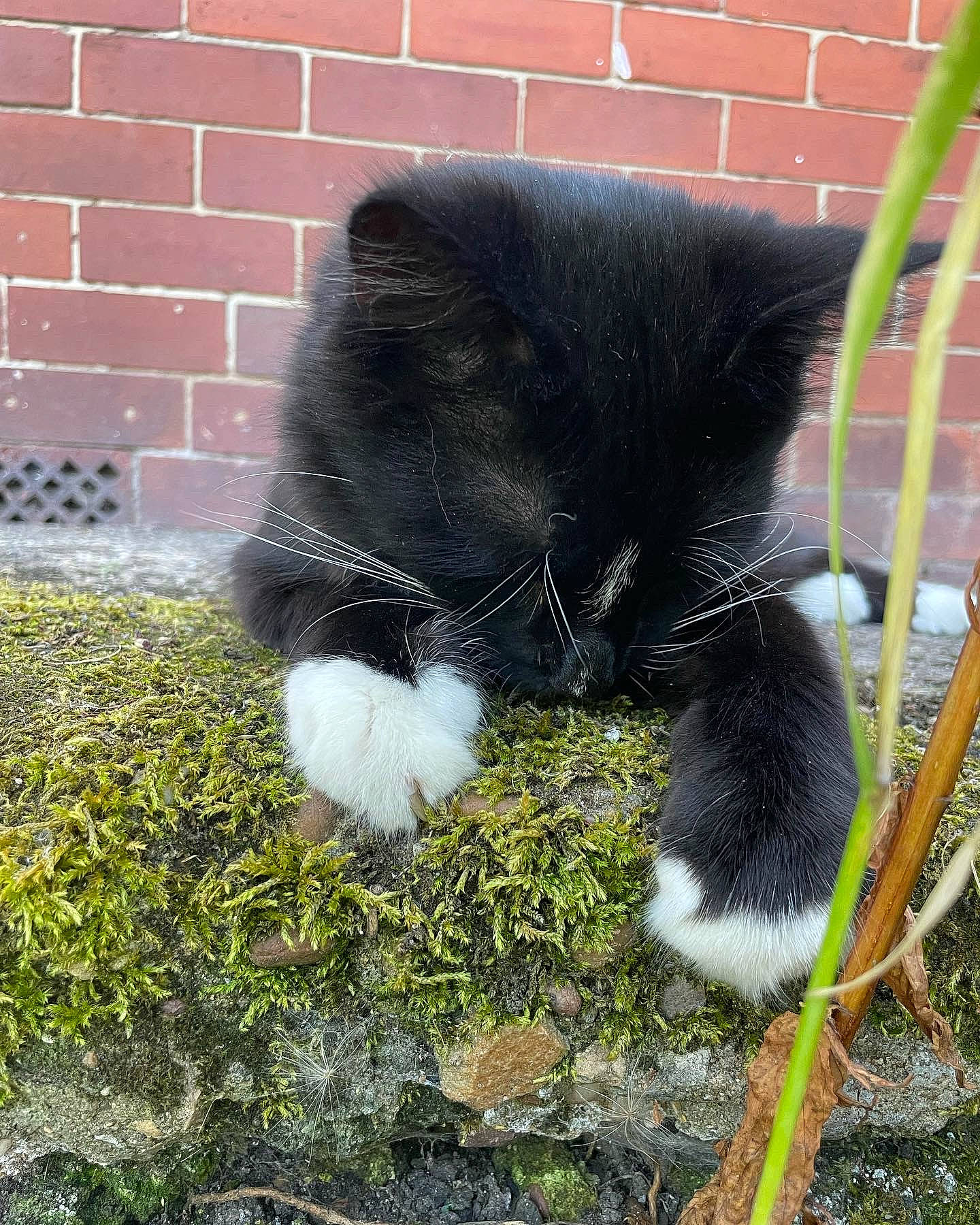 Bruce joined the competition — help win amazing prizes! black_cat, brick, brickwork, canidae, carnivore, cat, claw, dog_breed, domestic_short_haired_cat, felidae, fur, glove, grass, human_leg, mortar, small_to_medium_sized_cats, sporting_group, tail, terrestrial_animal, whiskers