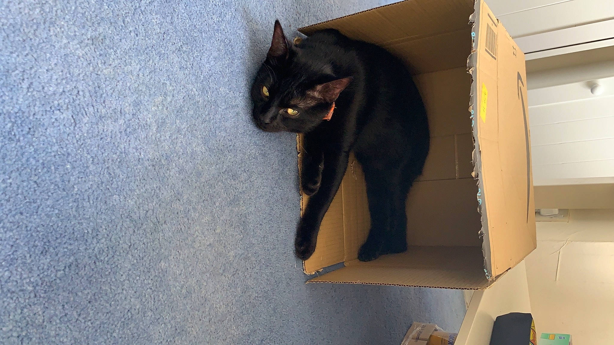 Marv is registered to the contest to win money with this photo: black_cat, bombay, carnivore, cat, domestic_short_haired_cat, felidae, room, small_to_medium_sized_cats, tail, whiskers