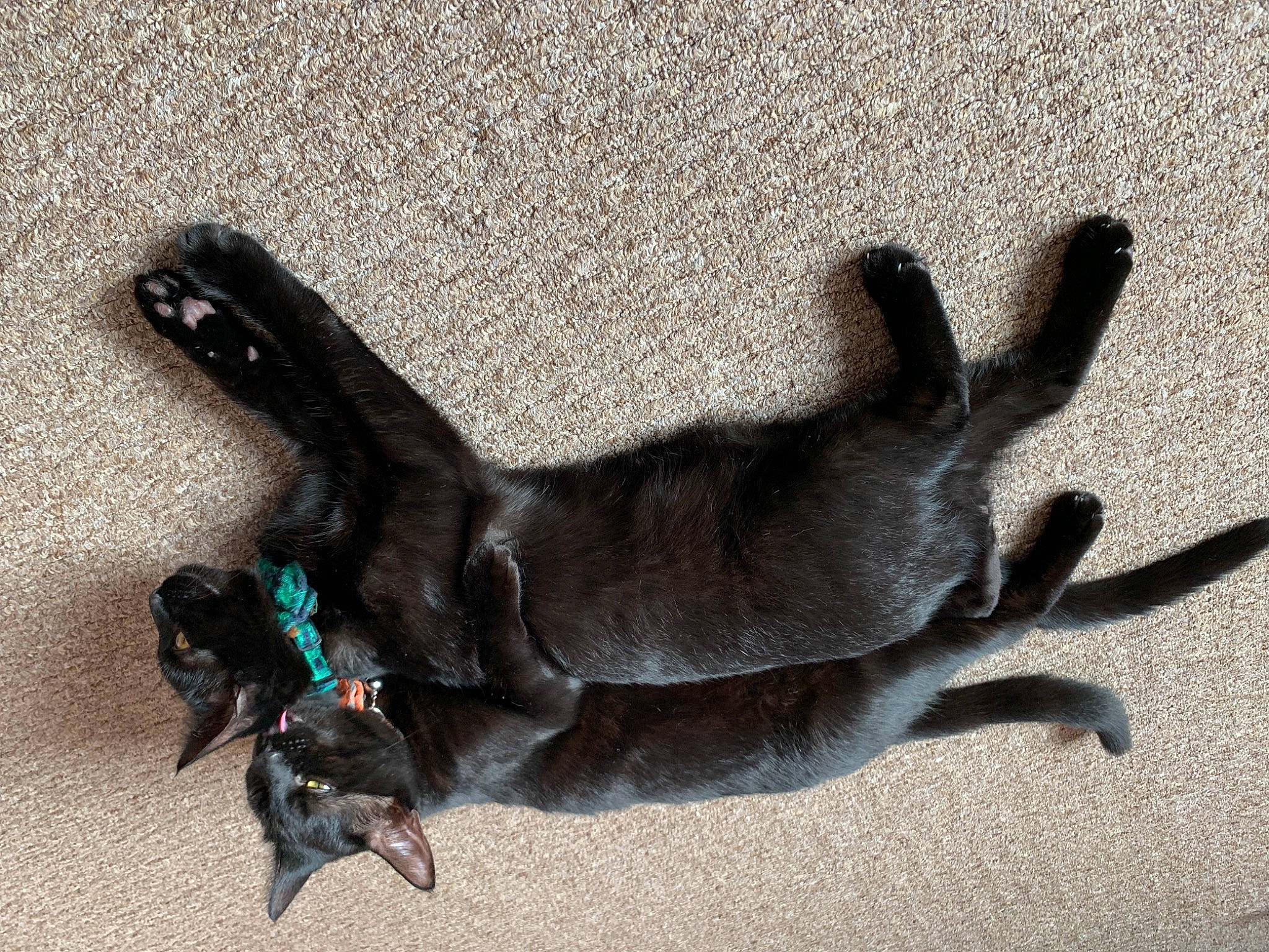 Marv is registered to the contest to win money with this photo: black_cat, canidae, carnivore, cat, claw, paw, shadow, sporting_group, tail