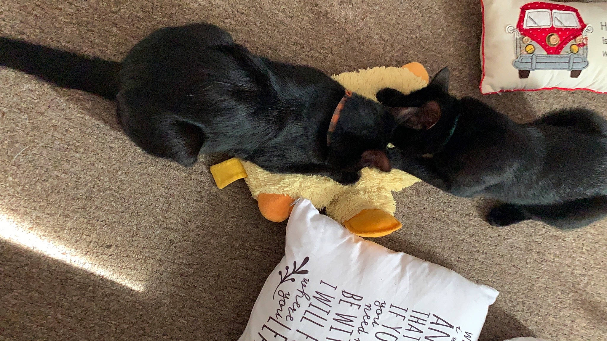 Marv is registered to the contest to win money with this photo: asian, black_cat, bombay, burmese, canidae, carnivore, cat, dog_breed, domestic_short_haired_cat, felidae, kitten, korat, nap, paw, small_to_medium_sized_cats, snout, sporting_group, tail