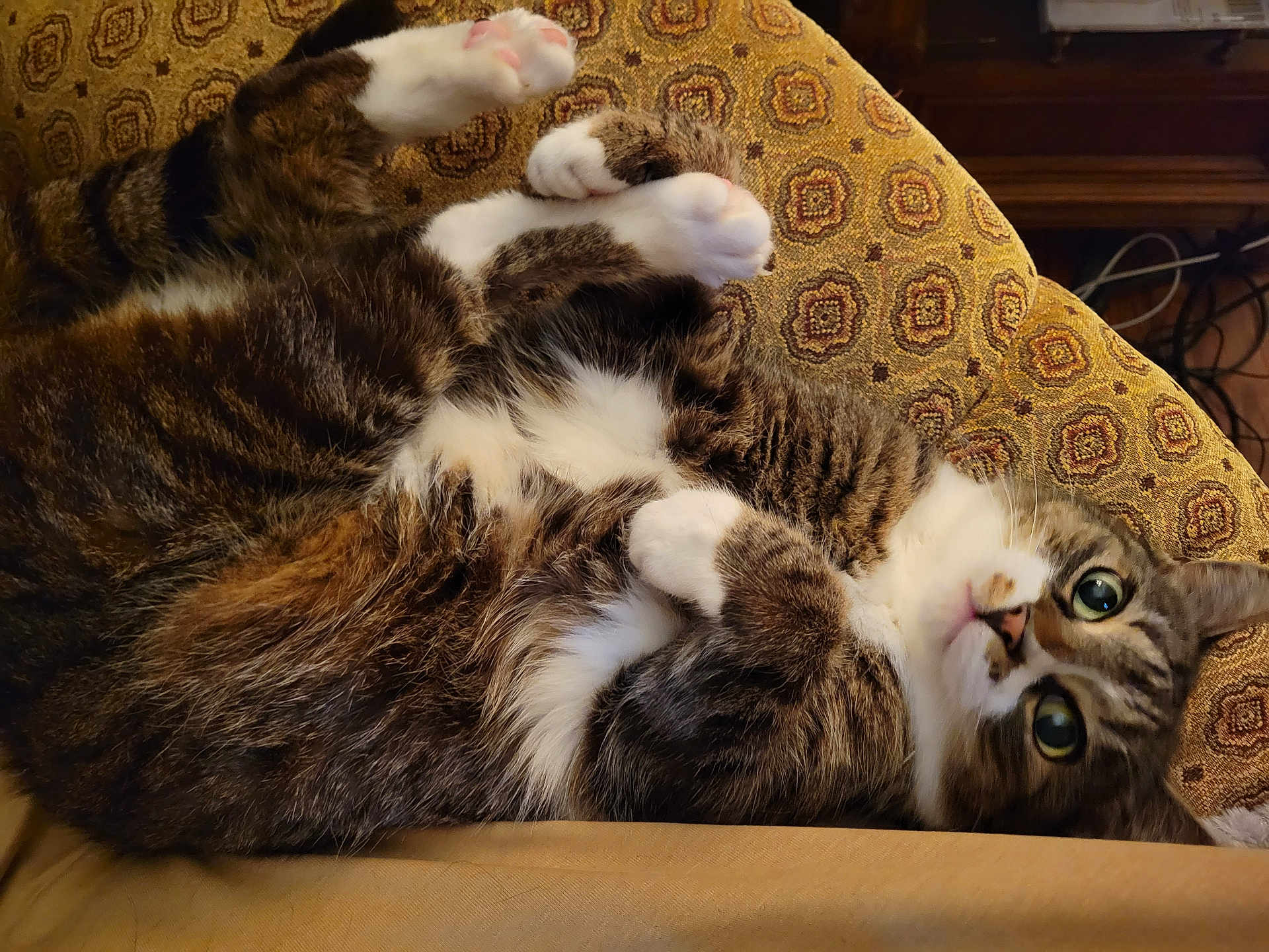 Bootsie is registered to the contest to win money with this photo: cat, tabby, white_paws, fluffy, lying_down, cushion, patterned_fabric, indoor, pet, cute, whiskers, pink_paw_pads, curious_eyes, relaxed, feline, fur, domestic_animal, closeup, soft_texture, resting