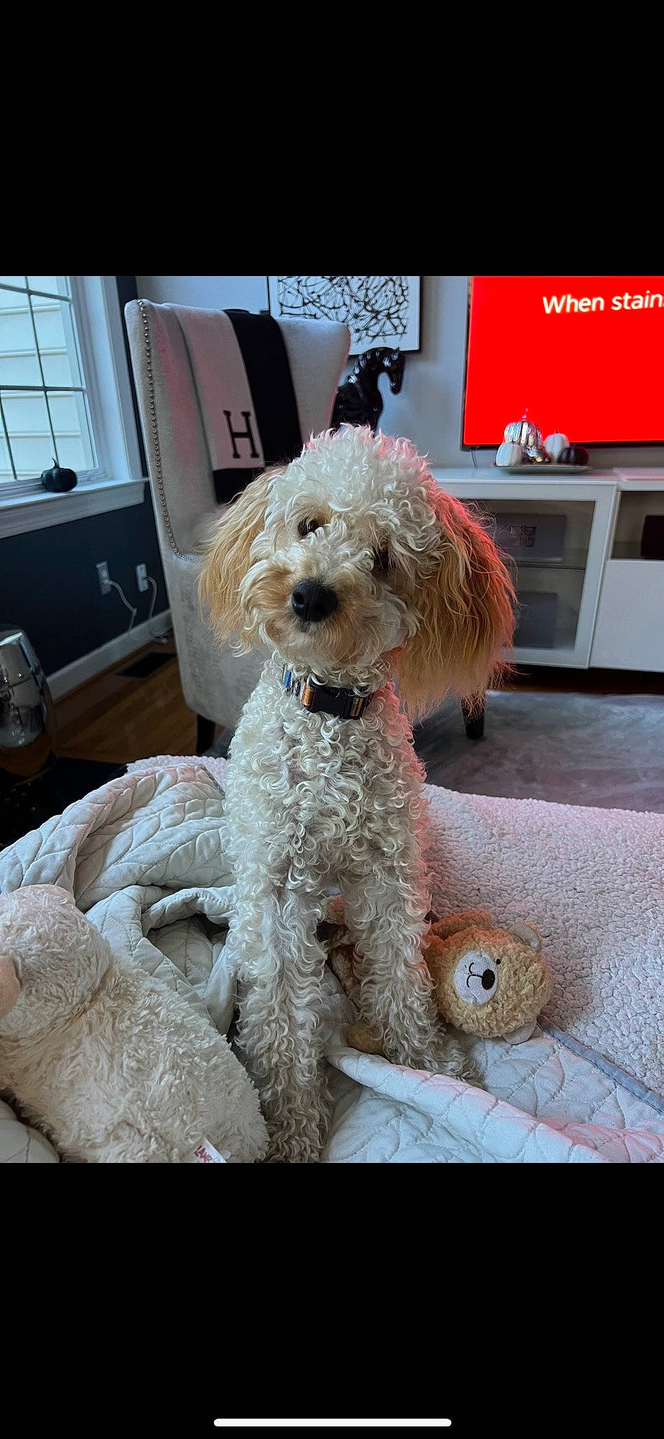 Oliver is registered to the contest to win money with this photo: carnivore, cockapoo, companion_dog, dog, dog_breed, dog_collar, fur, home_appliance, kitchen_appliance, labradoodle, picture_frame, poodle, poodle_crossbreed, small_terrier, snout, sporting_group, television, terrier, toy_dog, water_dog