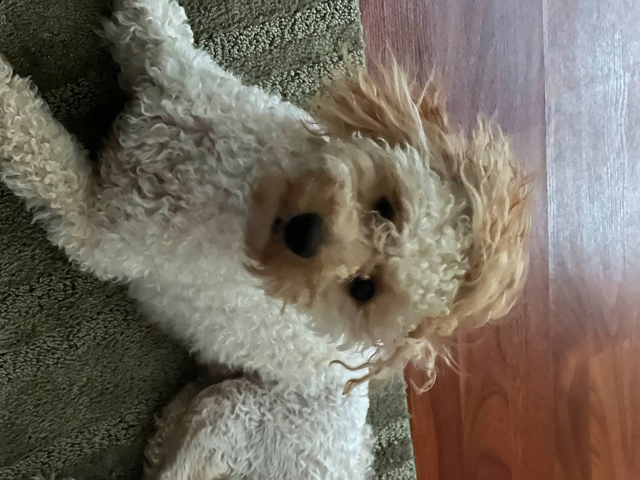 Oliver joined the competition — help win amazing prizes! canidae, carnivore, companion_dog, dog, dog_breed, fawn, fur, plush, small_terrier, snout, sporting_group, stuffed_toy, sunglasses, tail, terrestrial_animal, terrier, toy, toy_dog, wood, working_animal