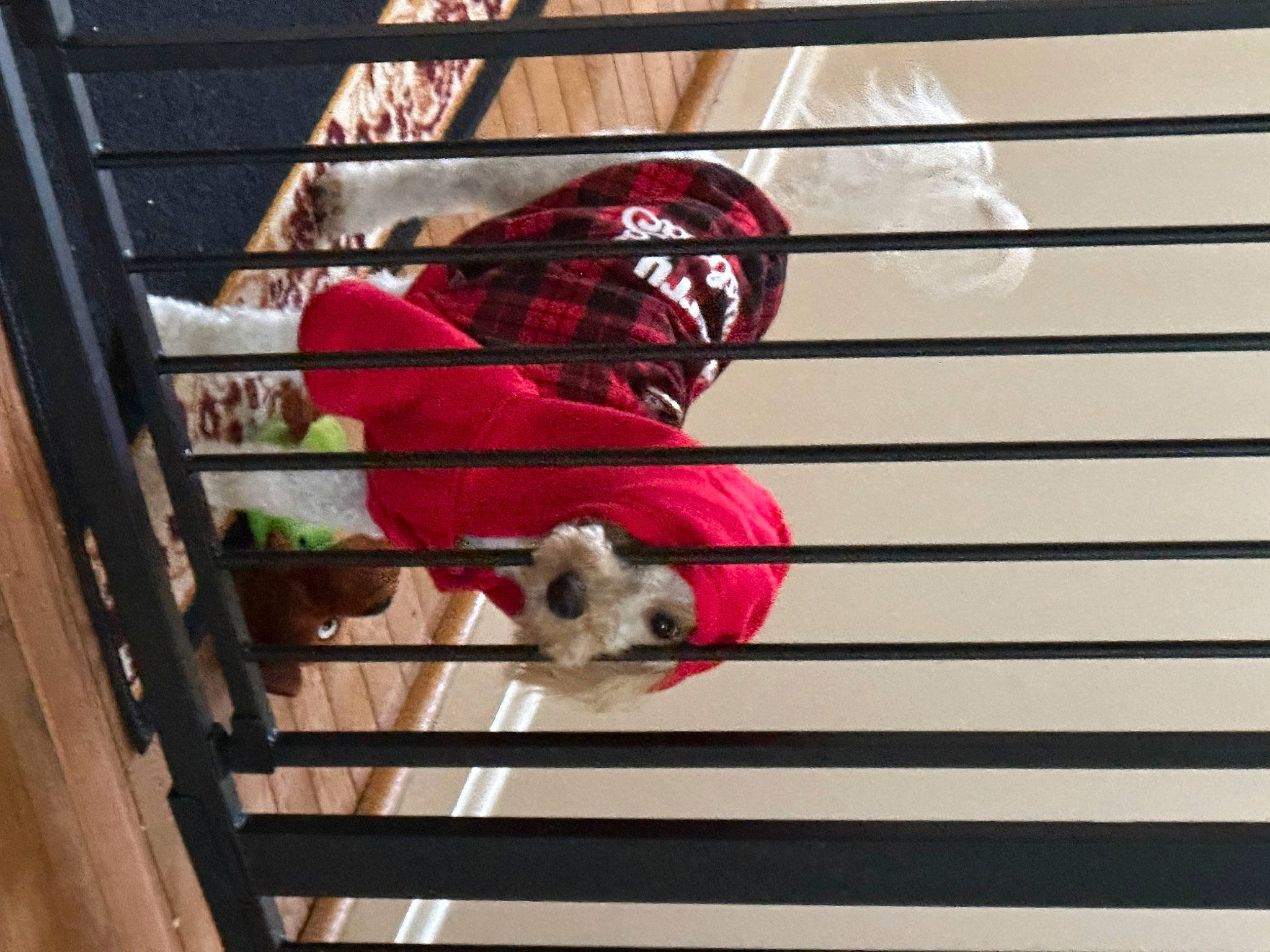 Oliver is registered to the contest to win money with this photo: animal_shelter, beauty, cage, carmine, dress, fawn, fur, handrail, human_body, magenta, mesh, metal, pattern, pet_supply, room, tail, tints_and_shades, tree, window, wood