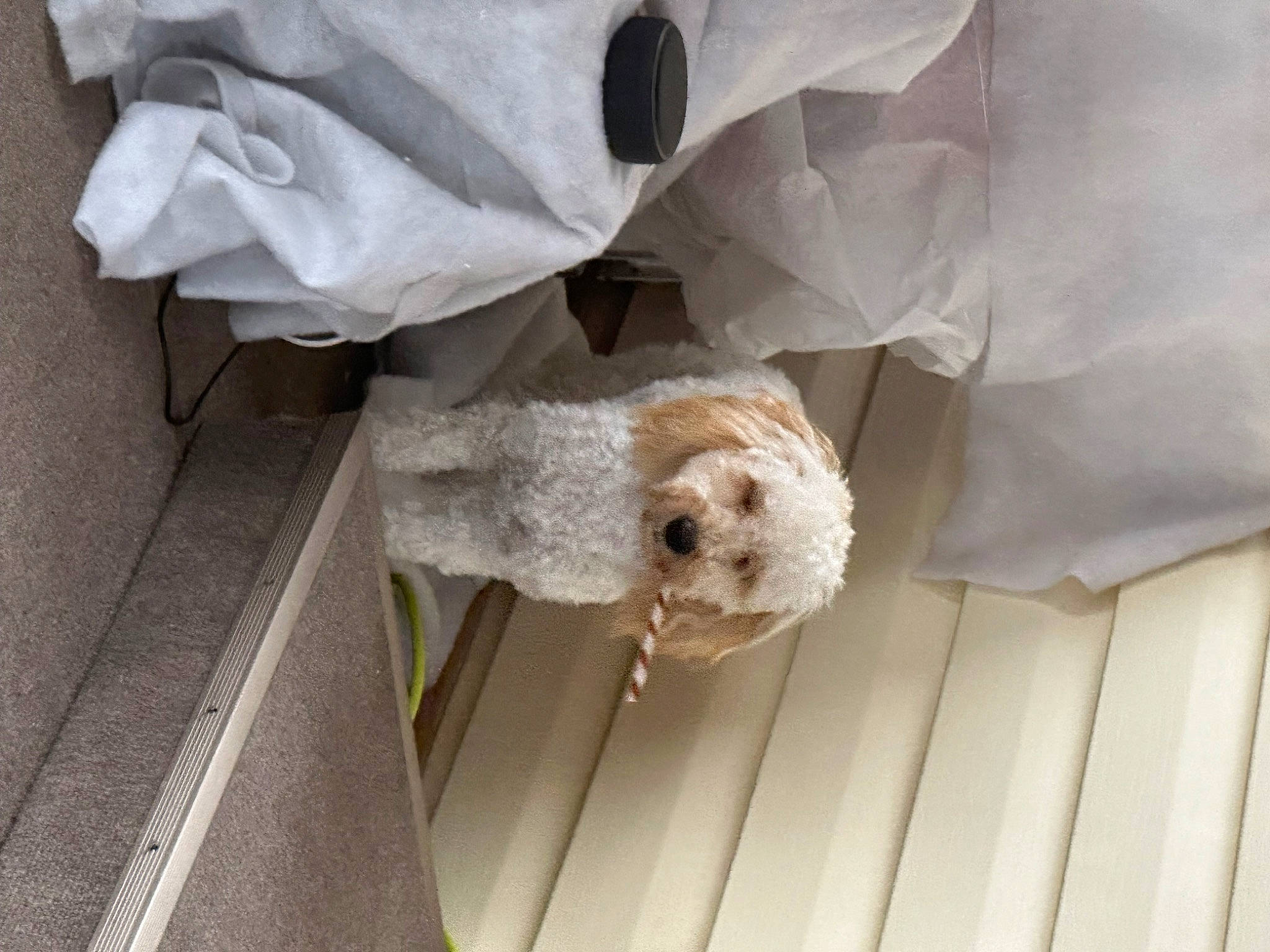 Oliver joined the competition — help win amazing prizes! canidae, carnivore, companion_dog, dog, dog_breed, dog_supply, fawn, flooring, fur, labradoodle, non_sporting_group, poodle, poodle_crossbreed, room, small_terrier, sporting_group, terrier, toy, toy_dog, wood