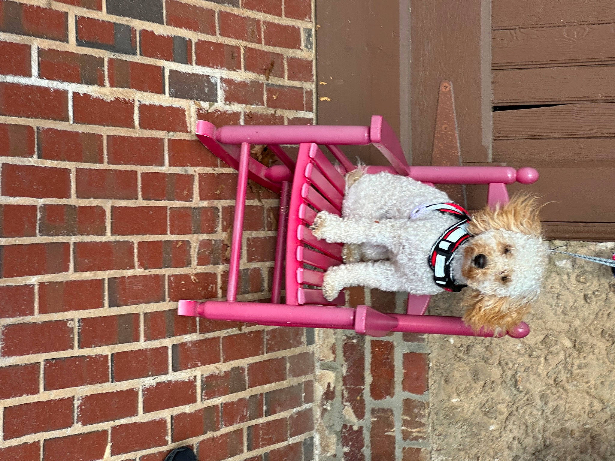 Oliver is registered to the contest to win money with this photo: brick, brickwork, building, carnivore, companion_dog, dog, dog_breed, dog_supply, door, fawn, house, magenta, pet_supply, pink, poodle, sporting_group, terrier, toy_dog, window, wood