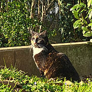 Freya participe au concours pour gagner de l'argent avec cette photo : cat, tortoiseshell, grass, sunlight, outdoor, nature, greenery, plant, tree, leaf, shrub, garden, animal, pet, feline, mammal, sitting, daylight, shadow, wildlife