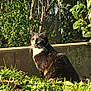 cat, tortoiseshell, grass, sunlight, outdoor, nature, greenery, plant, tree, leaf, shrub, garden, animal, pet, feline, mammal, sitting, daylight, shadow, wildlife