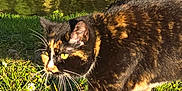 Freya a rejoint le concours — aidez-le/la à gagner de superbes lots ! cat, tortoiseshell, grass, outdoor, nature, pond, water, sunlight, whiskers, yellow_eyes, animal, mammal, walking, greenery, stone_wall, leafy, daylight, curious, feline, exploring