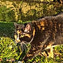 cat, tortoiseshell, grass, outdoor, nature, pond, water, sunlight, whiskers, yellow_eyes, animal, mammal, walking, greenery, stone_wall, leafy, daylight, curious, feline, exploring