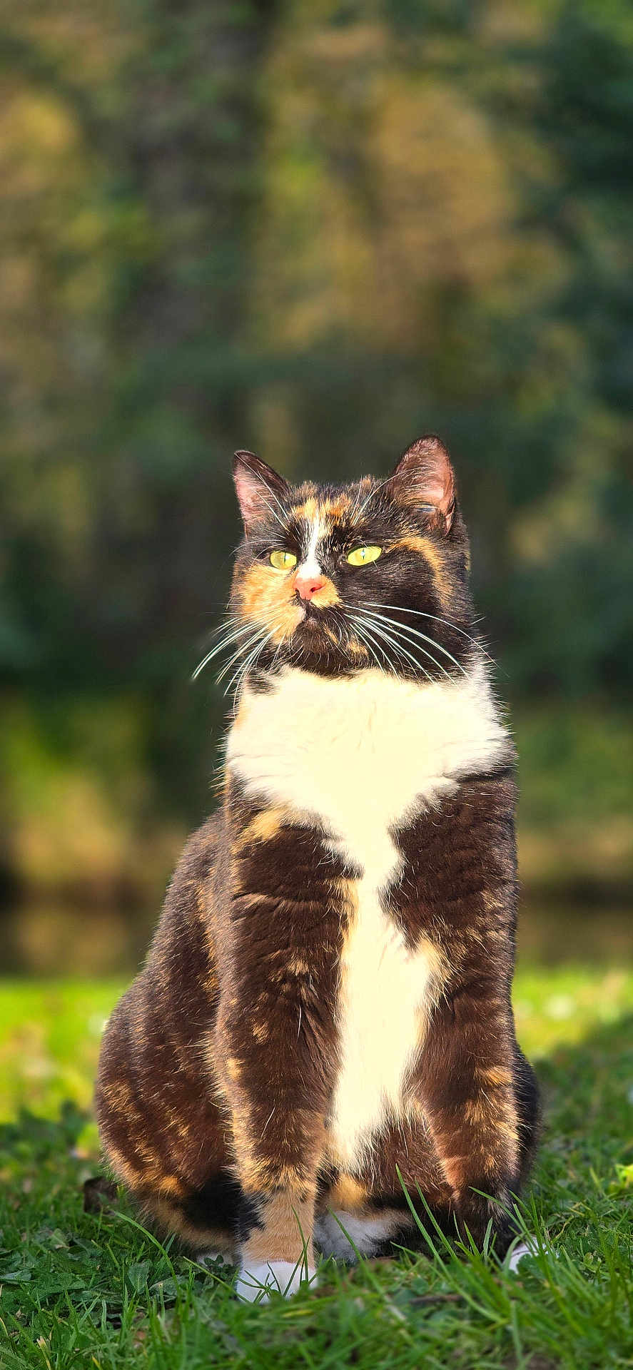 Freya participe au concours pour gagner de l'argent avec cette photo : cat, calico, animal, pet, outdoor, grass, fur, whiskers, nature, sunlight, portrait, sitting, greenery, cute, feline, mammal, closeup, wildlife, domestic, background_blur