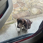 Duke is registered to the contest to win money with this photo: dog, brown, white, sitting, outside, car, door, stone_pavement, curious, looking_up, animal, pet, outdoor, concrete, waiting, ears, tail, fur, daylight, side_view
