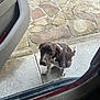 dog, brown, white, sitting, outside, car, door, stone_pavement, curious, looking_up, animal, pet, outdoor, concrete, waiting, ears, tail, fur, daylight, side_view