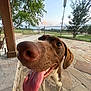 Duke is registered to the contest to win money with this photo: dog, tongue, closeup, wide_angle, outdoor, patio, stone_floor, fence, tree, grass, sky, happy, playful, brown_dog, canine, pet, animal, summer, daytime, nature