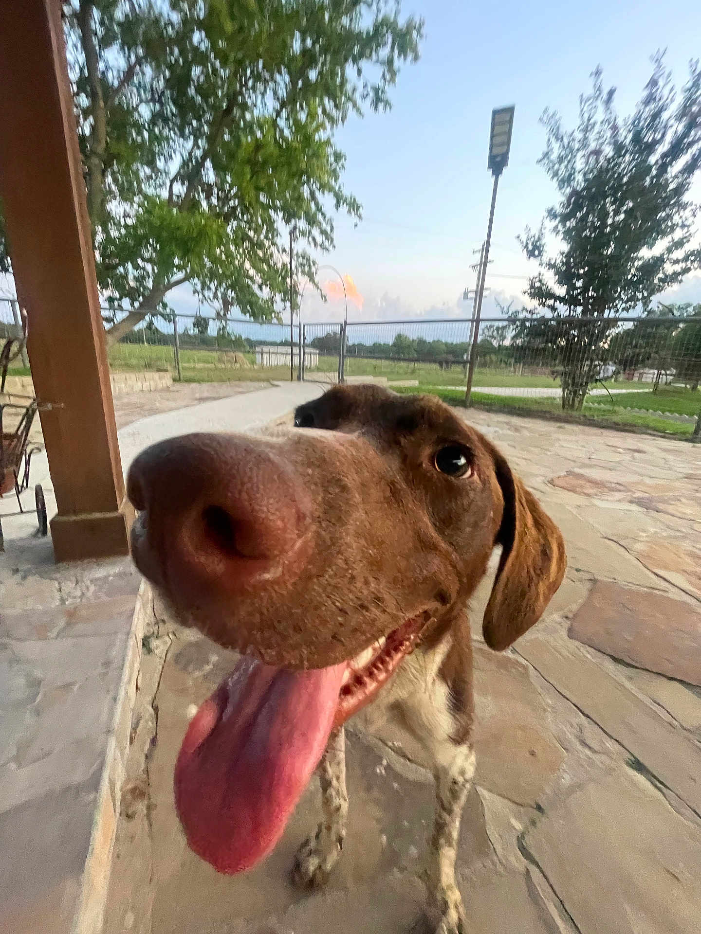 Duke