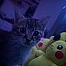 kitten, cat, plush_toy, pikachu, stuffed_animal, indoor, dim_light, purple_light, close_up, whiskers, cute, pet, animal, toy, face, eyes, feline, soft_toy, bedroom, night