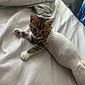 kitten, cat, sock, bed, blanket, white_bed_sheet, tabby, paw, cute, pet, indoor, resting, young, animal, feline, curious, soft_texture, cozy, comfort, looking