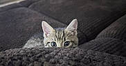 Jif is registered to the contest to win money with this photo: kitten, cat, peeking, blanket, cozy, couch, indoor, furniture, curious, ears, eyes, texture, soft, brown, home, pet, resting, cute, small, animal