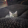 kitten, cat, peeking, blanket, cozy, couch, indoor, furniture, curious, ears, eyes, texture, soft, brown, home, pet, resting, cute, small, animal