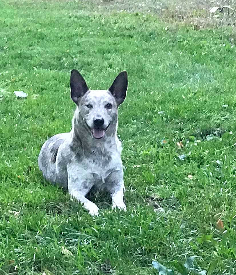 Kiwi joined the competition — help win amazing prizes! australian_cattle_dog, australian_stumpy_tail_cattle_dog, canidae, carnivore, dog, dog_breed, grass, herding_dog, koolie, mammal, plant, rare_breed_dog, sporting_group, swedish_vallhund, texas_heeler, vertebrate, working_dog