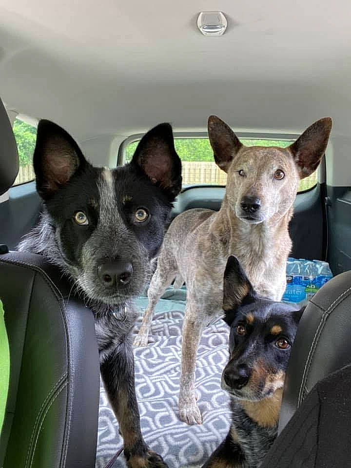 Clarke Puppies joined the competition — help win amazing prizes! australian_cattle_dog, australian_kelpie, australian_stumpy_tail_cattle_dog, canidae, carnivore, dog, dog_breed, formosan_mountain_dog, mammal, rare_breed_dog, vertebrate, working_dog