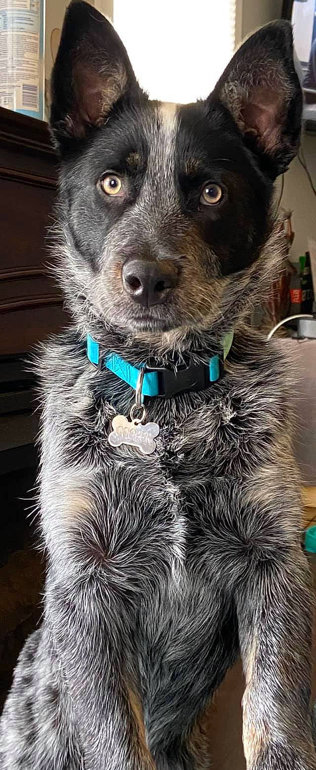 Cooper joined the competition — help win amazing prizes! australian_cattle_dog, canidae, carnivore, companion_dog, dog, dog_breed, dog_collar, fashion_accessory, fur, herding_dog, mammal, rare_breed_dog, snout, sporting_group, whiskers, working_dog