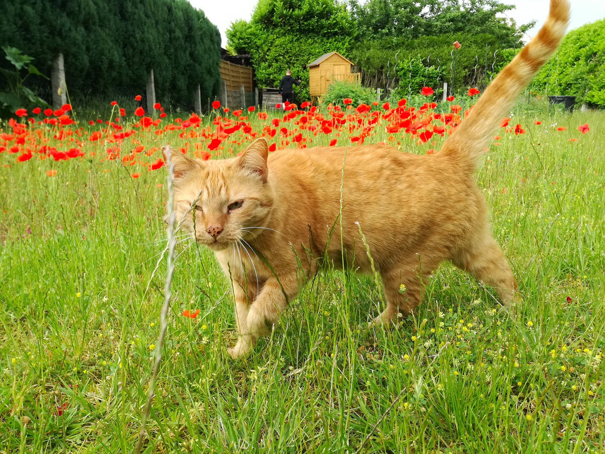 Chance participe au concours pour gagner de l'argent avec cette photo : carnivore, cat, fawn, felidae, flower, grass, grass_family, grassland, groundcover, meadow, natural_landscape, plant, prairie, sky, small_to_medium_sized_cats, snout, tail, terrestrial_animal, tree, whiskers