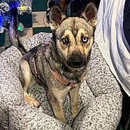 Timber Bo Creek joined the competition — help win amazing prizes! animal, canine, comfort, companion, cozy, cute, decor, dog, domestic, eyes, fluffy, furry, harness, heterochromia, household, indoor, pet_bed, portrait, relaxed, sitting