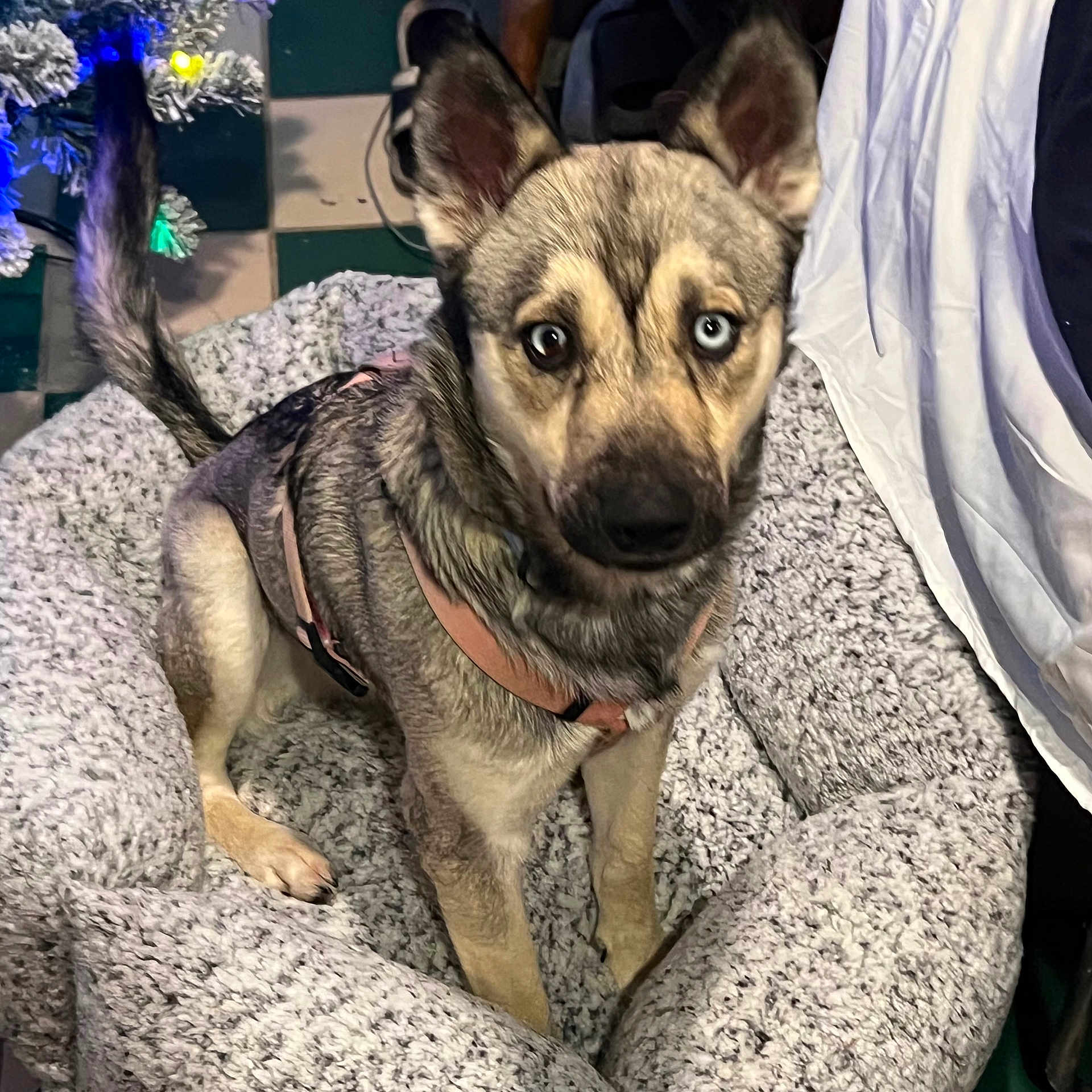 Timber Bo Creek joined the competition — help win amazing prizes! animal, canine, comfort, companion, cozy, cute, decor, dog, domestic, eyes, fluffy, furry, harness, heterochromia, household, indoor, pet_bed, portrait, relaxed, sitting