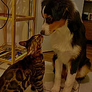Aladin participe au concours pour gagner de l'argent avec cette photo : affection, animal, bengal_cat, black, brown, canine, cat, companion, curious, dog, domestic, fur, indoor, lighting, nose_to_nose, pet, quiet, tile_floor, white, wooden_shelf