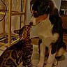 affection, animal, bengal_cat, black, brown, canine, cat, companion, curious, dog, domestic, fur, indoor, lighting, nose_to_nose, pet, quiet, tile_floor, white, wooden_shelf