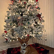 Luna joined the competition — help win amazing prizes! corgi, dog, christmas_tree, christmas_lights, ornaments, holiday, festive, indoor, blanket, floor, decorations, pet, canine, tree_skirt, red, white, green, brown, cozy, home