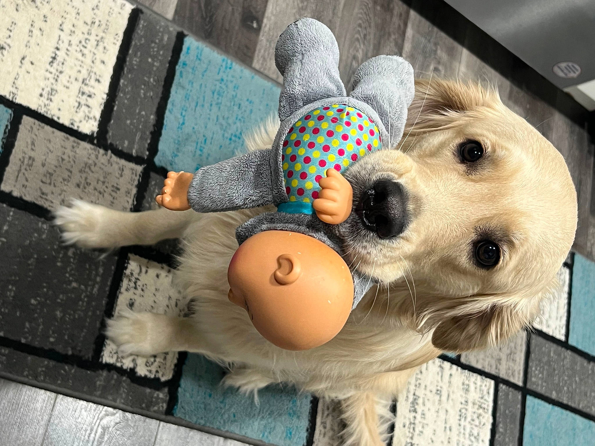 Honey is registered to the contest to win money with this photo: carnivore, comfort, companion_dog, couch, dog, dog_breed, dog_supply, fashion_accessory, fawn, flooring, fur, happy, plush, selfie, sitting, snout, sporting_group, stuffed_toy, teddy_bear, toy