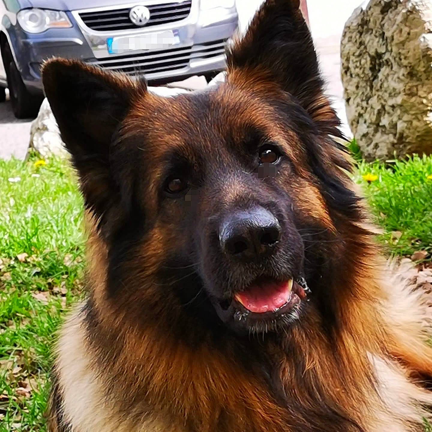 Lester a rejoint le concours — aidez-le/la à gagner de superbes lots ! automotive_tire, car, carnivore, companion_dog, dog, dog_breed, eye, fawn, german_shepherd_dog, grille, herding_dog, photograph, plant, snout, tire, vehicle, vehicle_registration_plate, wheel, whiskers, working_animal