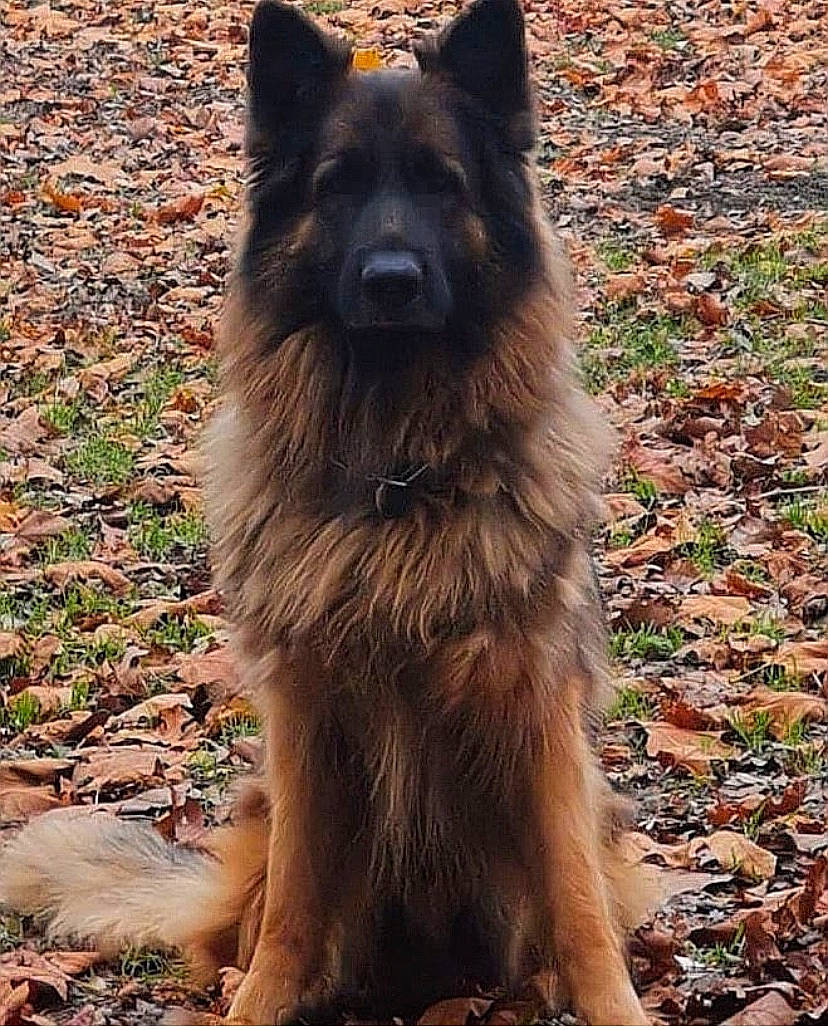 Lester participe au concours pour gagner de l'argent avec cette photo : ancient_dog_breeds, canidae, carnivore, companion_dog, dog, dog_breed, east_european_shepherd, fur, german_shepherd_dog, giant_dog_breed, grass, guard_dog, herding_dog, king_shepherd, old_german_shepherd_dog, plant, sporting_group, tervuren, working_animal, working_dog