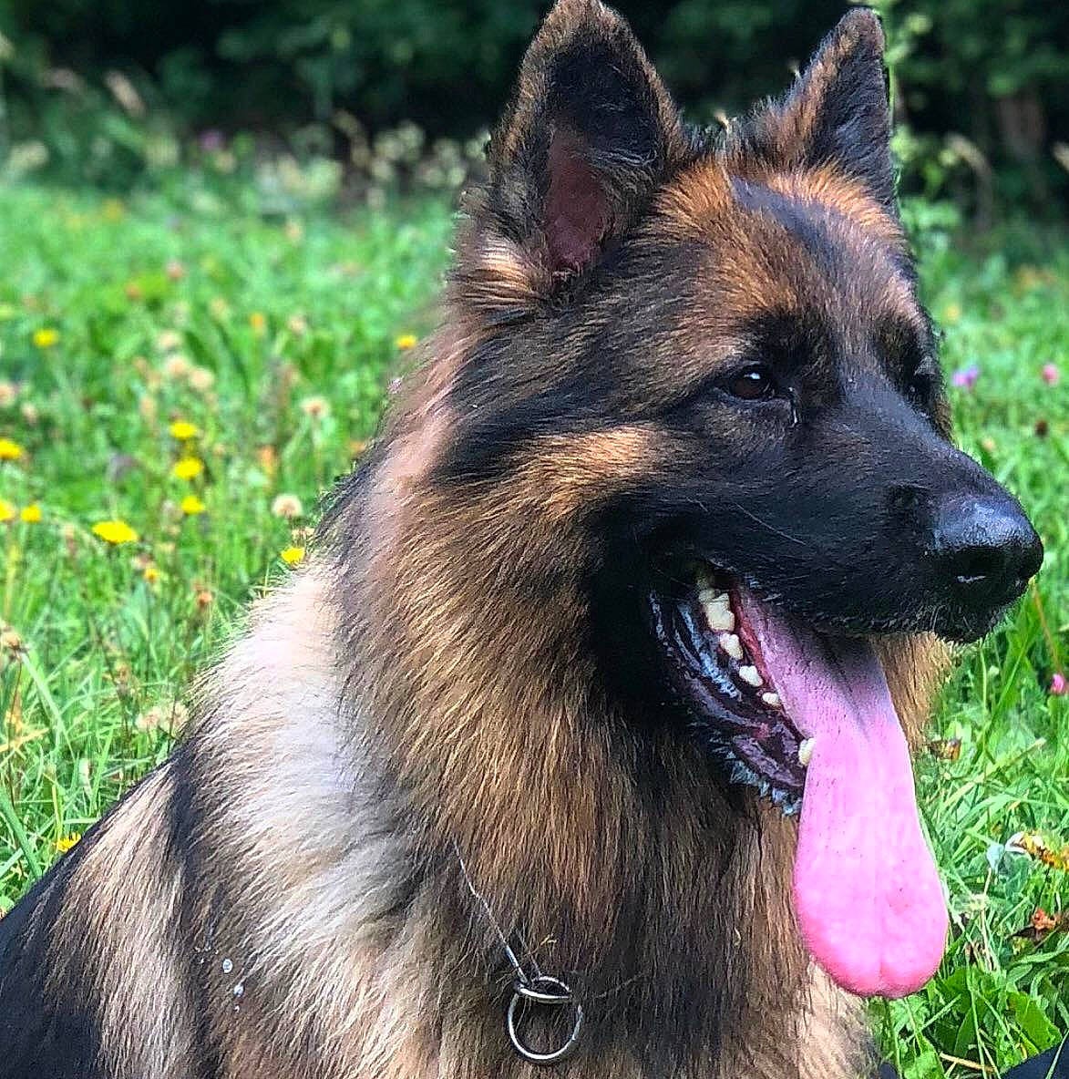 Lester a rejoint le concours — aidez-le/la à gagner de superbes lots ! belgian_shepherd_malinois, carnivore, collar, companion_dog, dog, dog_breed, east_european_shepherd, fawn, fur, german_shepherd_dog, grass, herding_dog, king_shepherd, old_german_shepherd_dog, plant, snout, sporting_group, terrestrial_animal, working_animal, working_dog