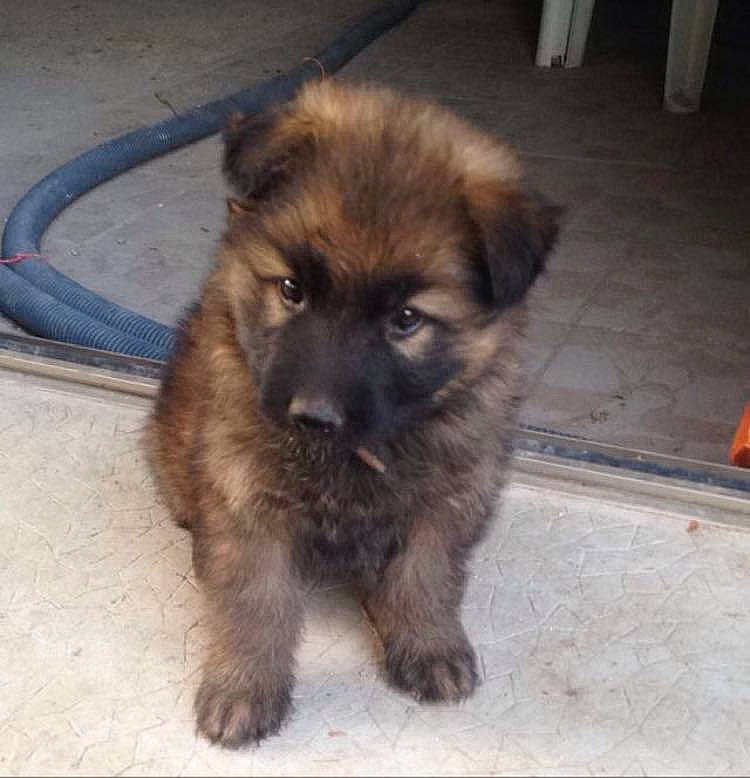 Lester participe au concours pour gagner de l'argent avec cette photo : ancient_dog_breeds, canidae, carnivore, chow_chow, companion_dog, dog, dog_breed, estrela_mountain_dog, fawn, flooring, funeral, fur, german_spitz_klein, liver, snout, sporting_group, terrestrial_animal, toy_dog, whiskers, working_animal